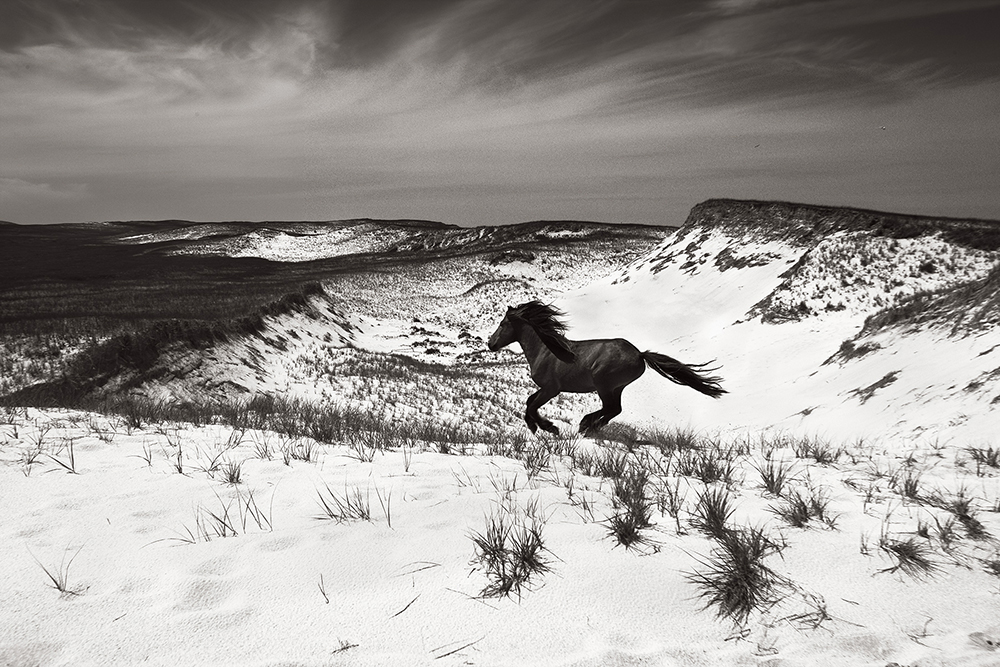 Discovering the Horses of Sable Island