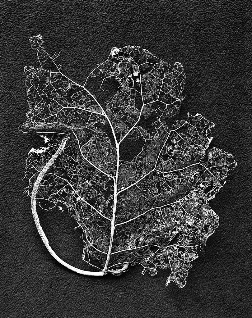 Brachyglottis leaves