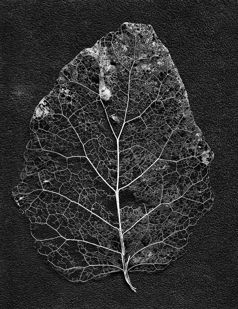 Brachyglottis leaves