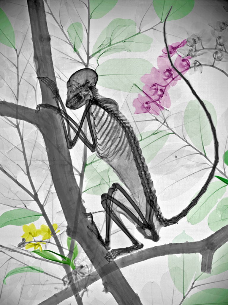 x-ray images of nature