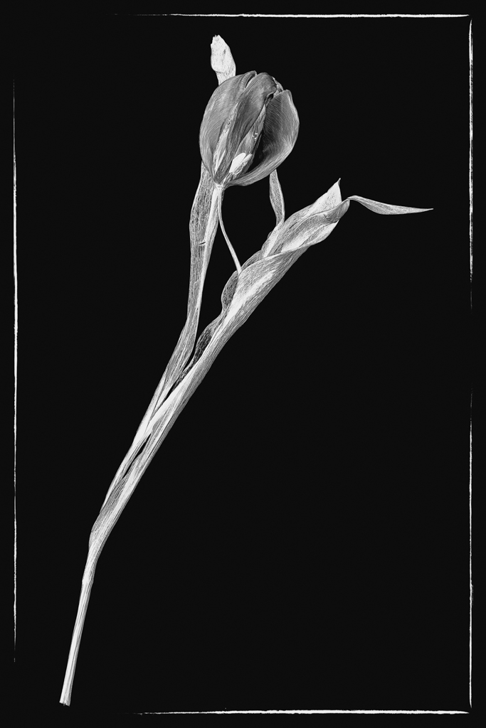 faded tulip