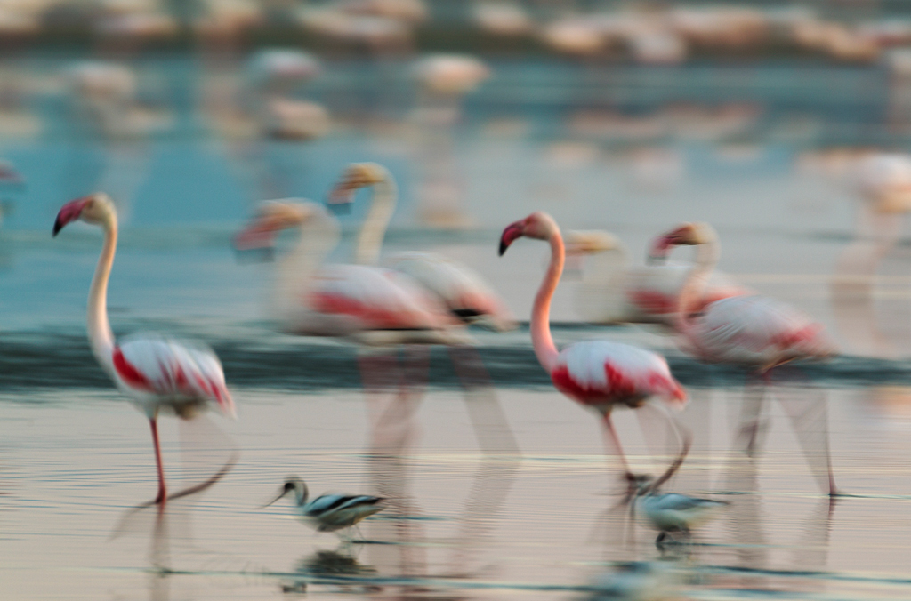 Flamingo lagoon