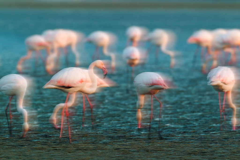 Flamingo lagoon