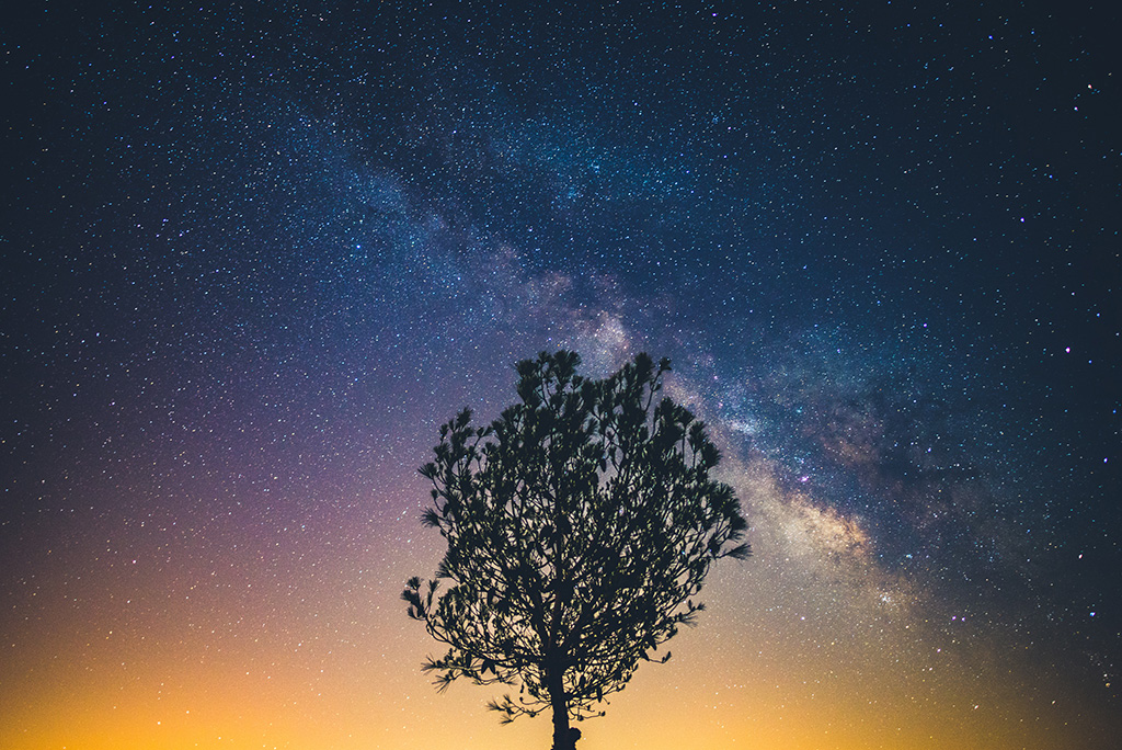 Trees against the stars