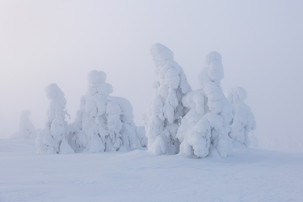 The Snow Laden Trees of Riisitunturi