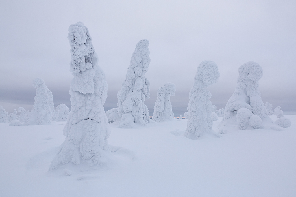 The Snow Laden Trees of Riisitunturi
