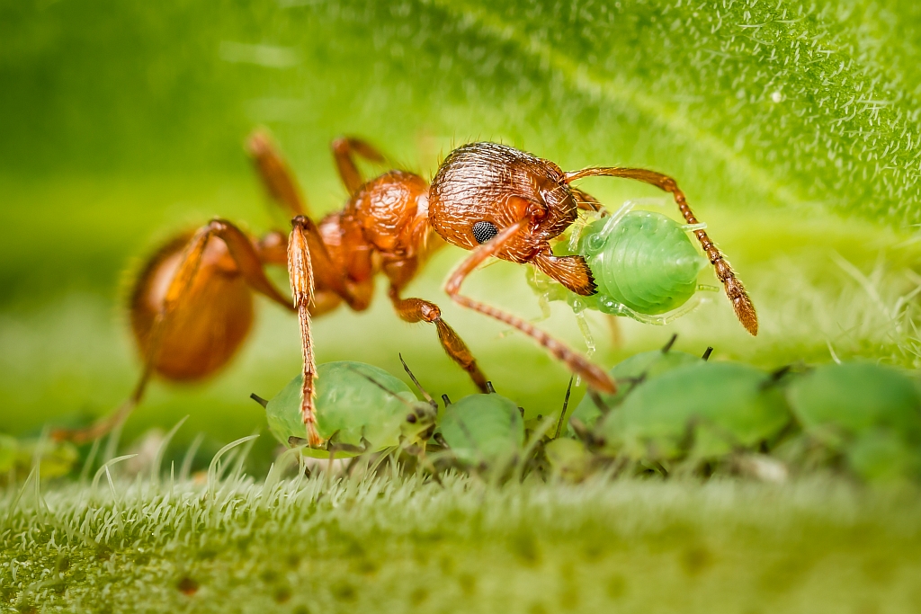 Ant and aphids