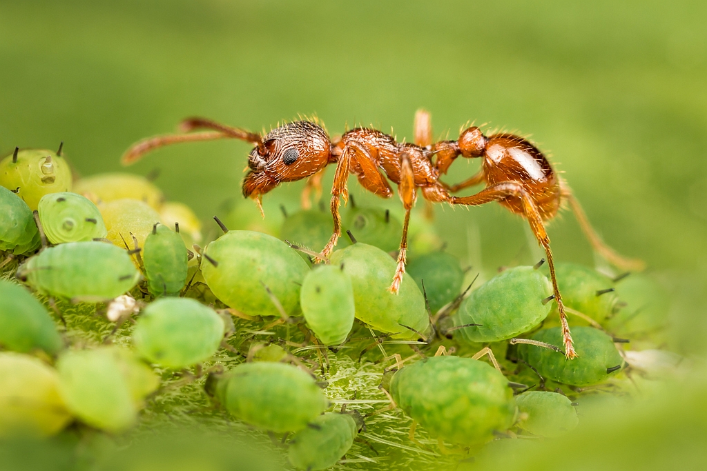 Ant and aphids