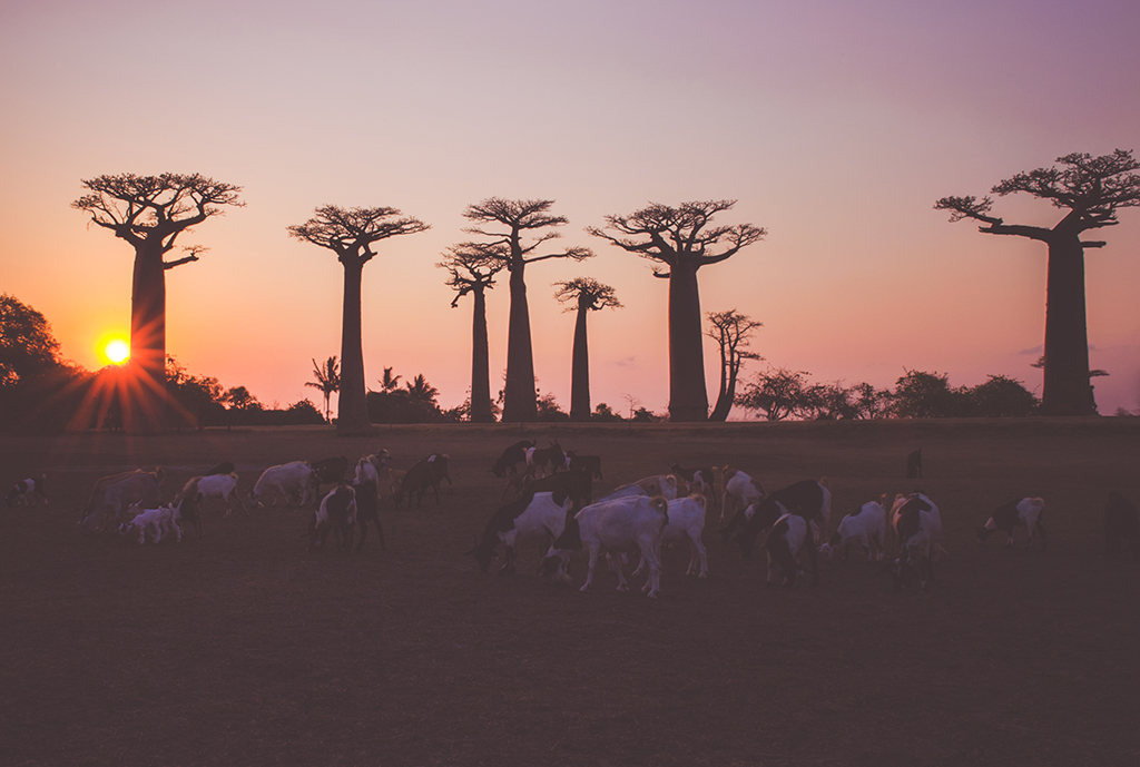 Endangered Baobabs