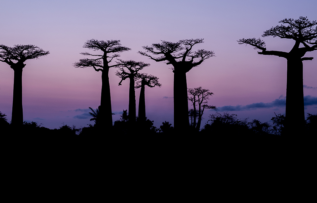 Endangered Baobabs