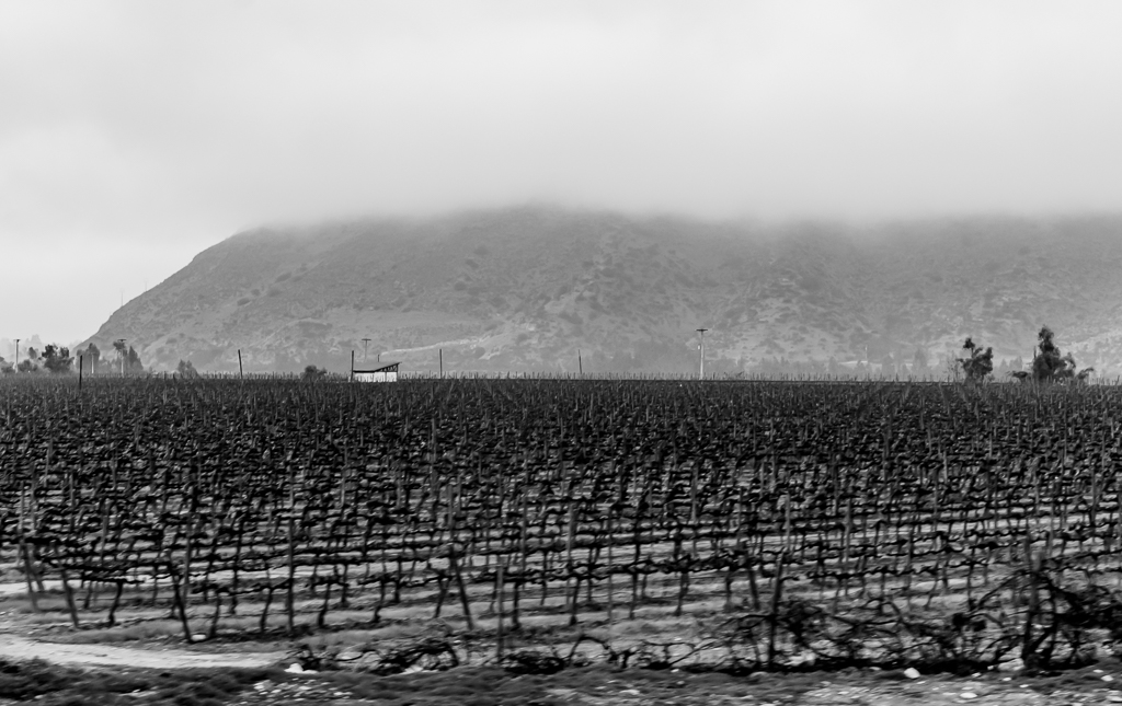 wine country, winter