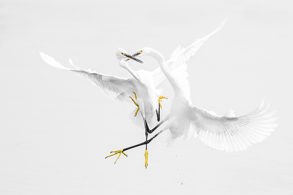 Egrets Fight