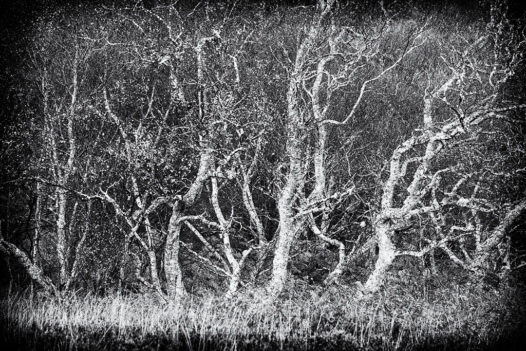 From the Series, Trees.
