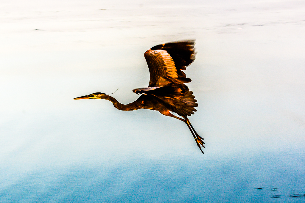 Great Blue Heron on Green Lake in Early Morning Flight (2017)