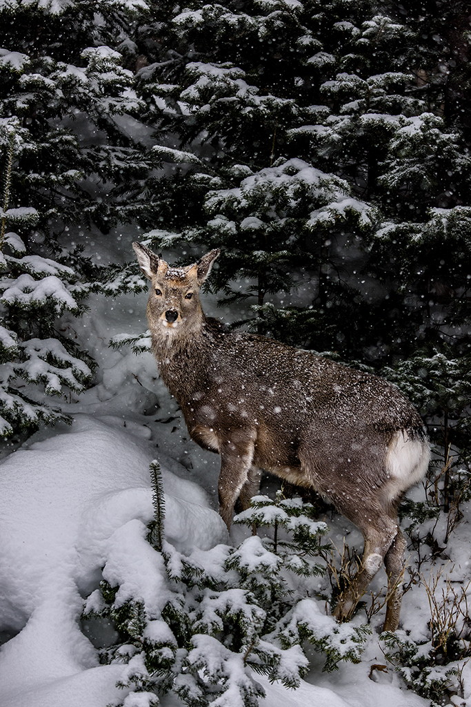 Deer in snowing