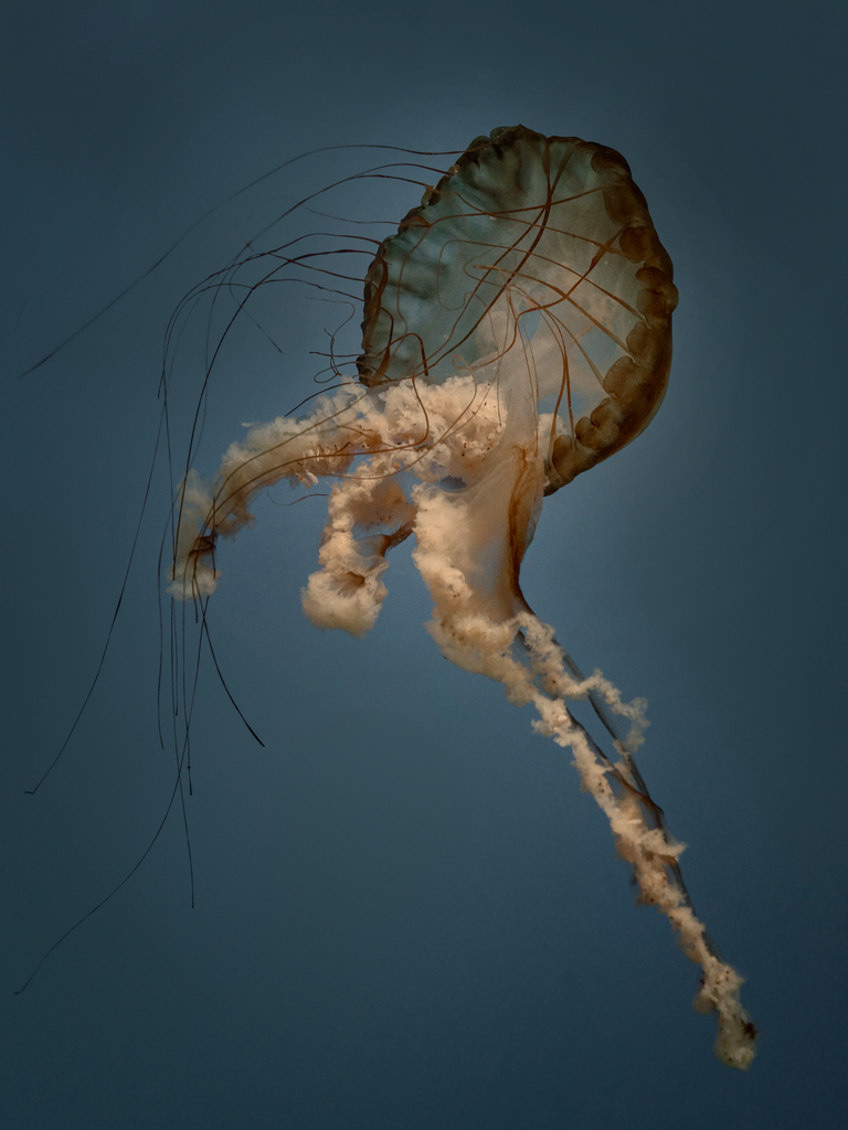 ballet de la méduse