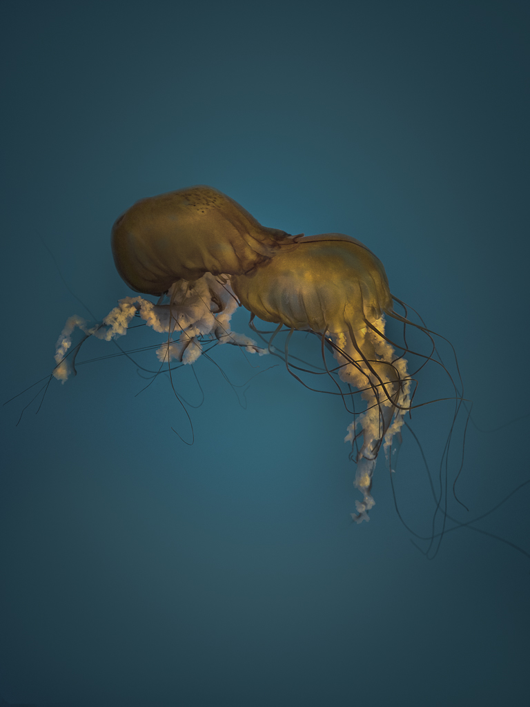 ballet de la méduse