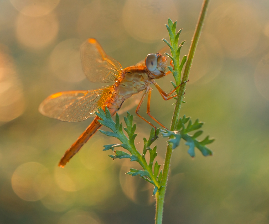  Princess dragonfly