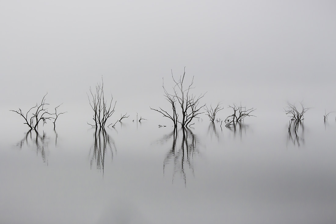 Reflections In The Fog