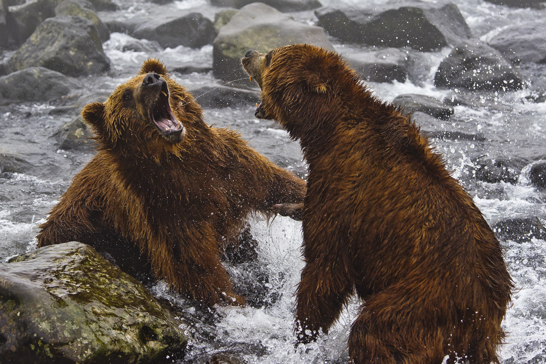 Bears of Kamchatka