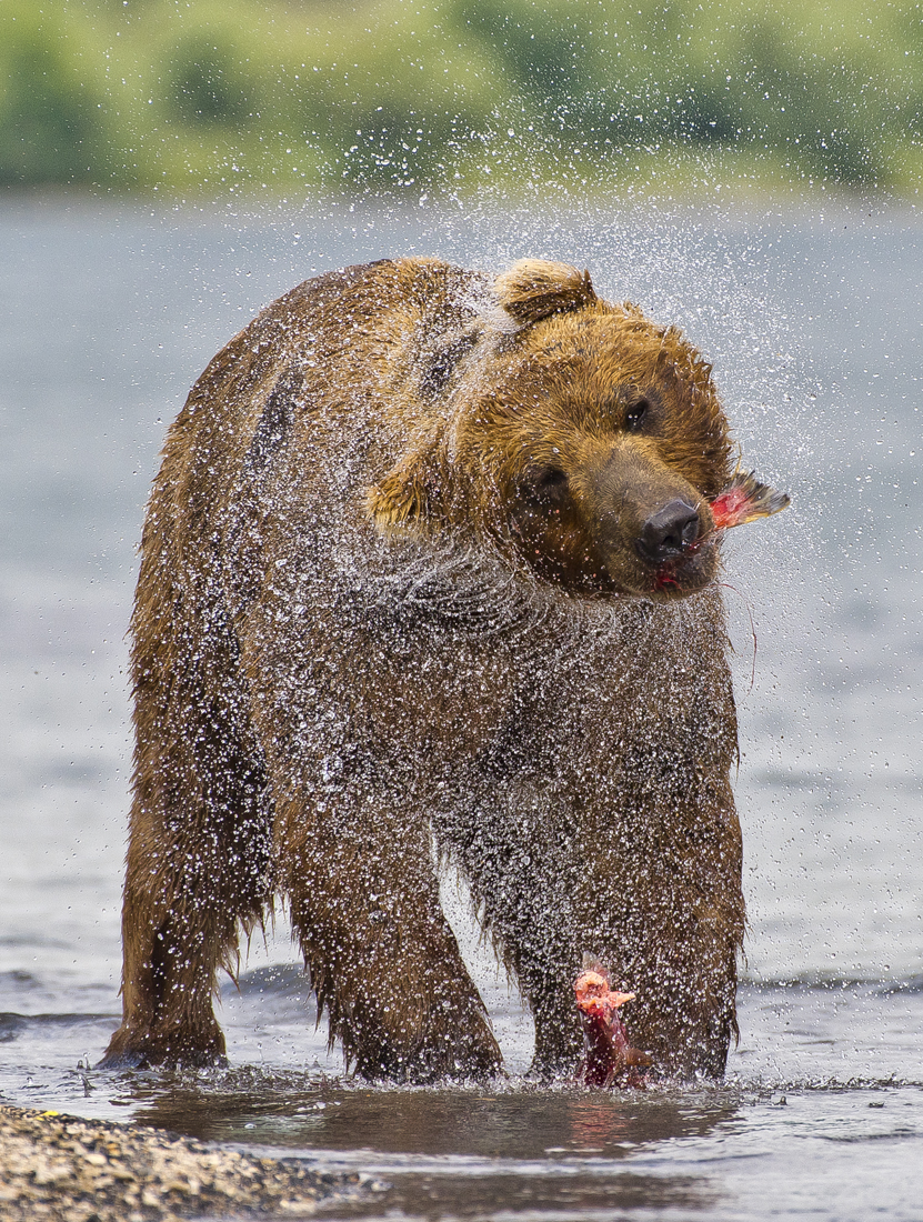 Bears of Kamchatka