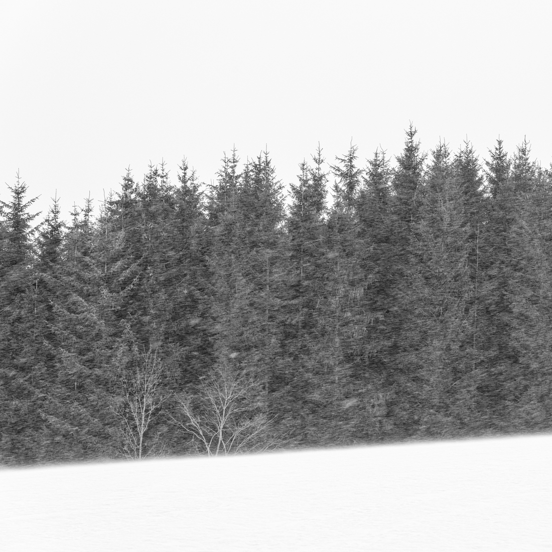 Trees and snow
