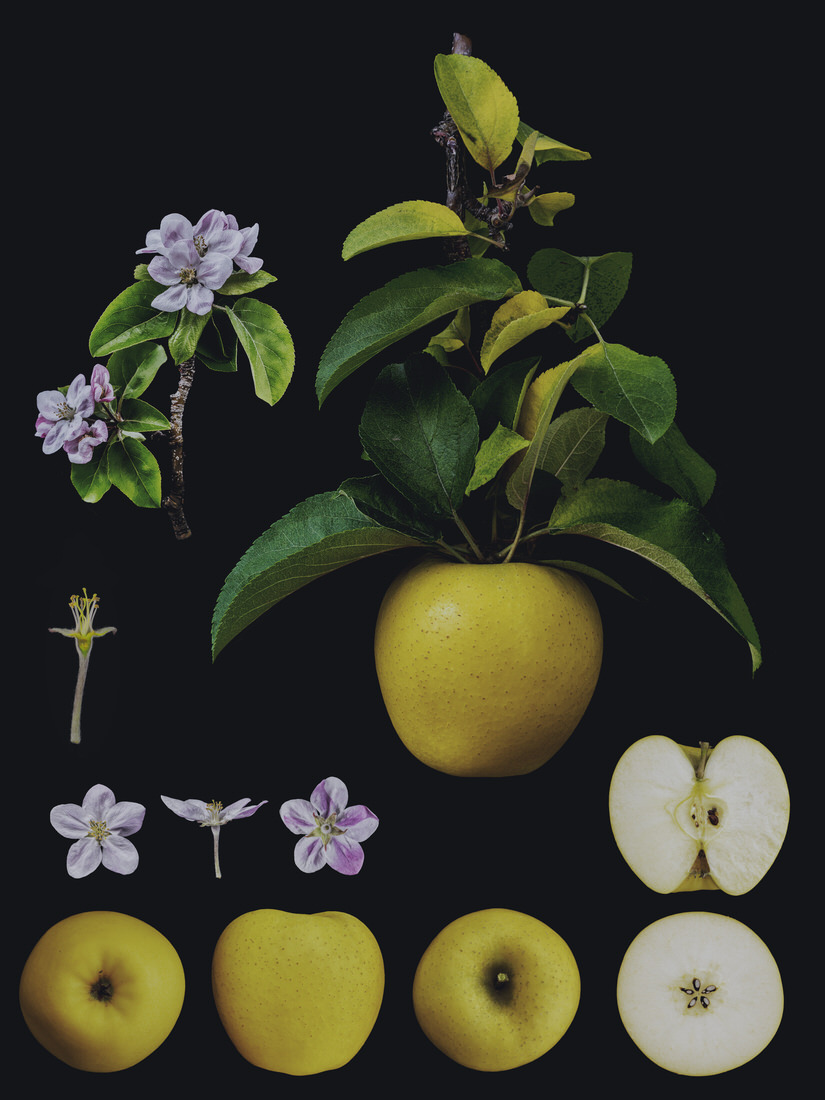 Identification of Fruits