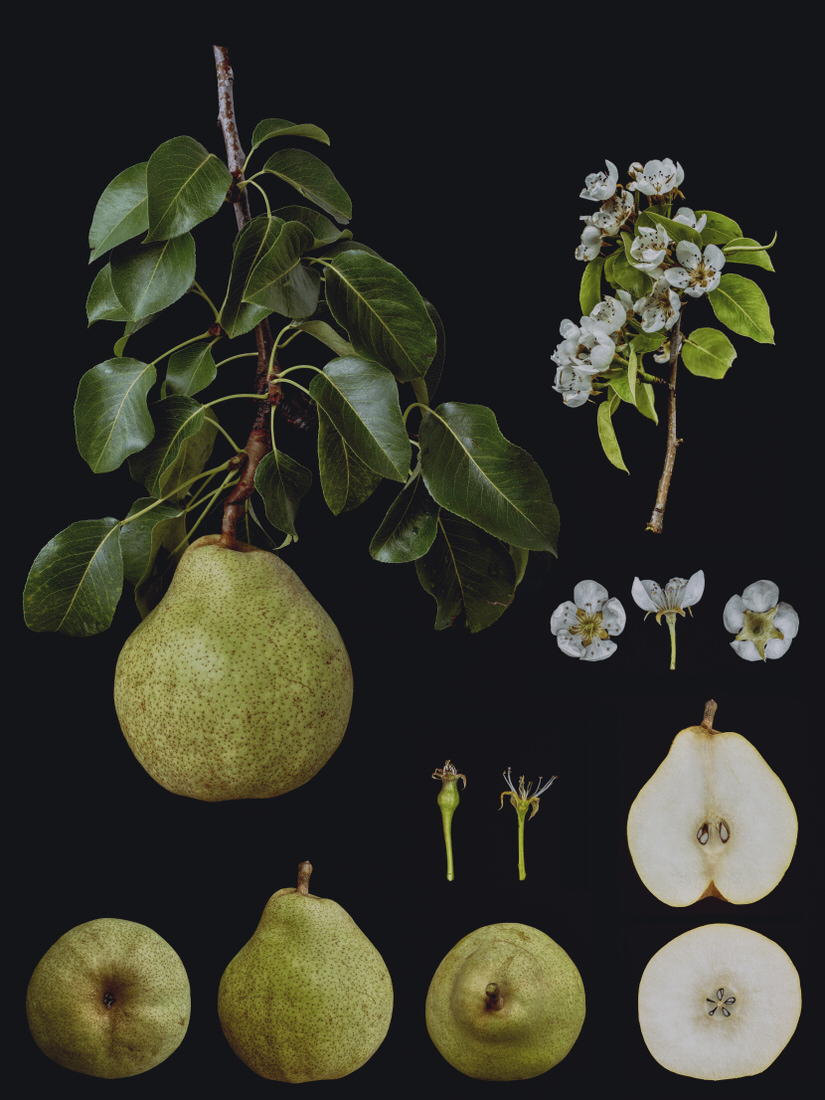 Identification of Fruits