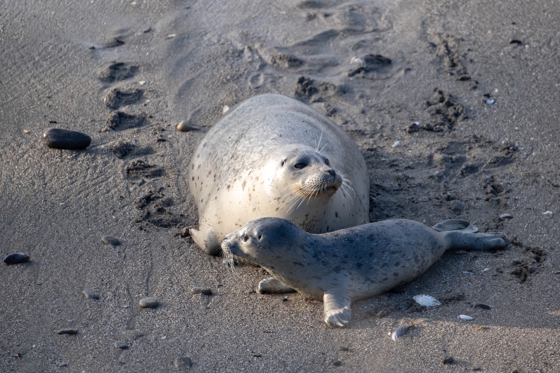 Harbor Seal Pupping Season 2019