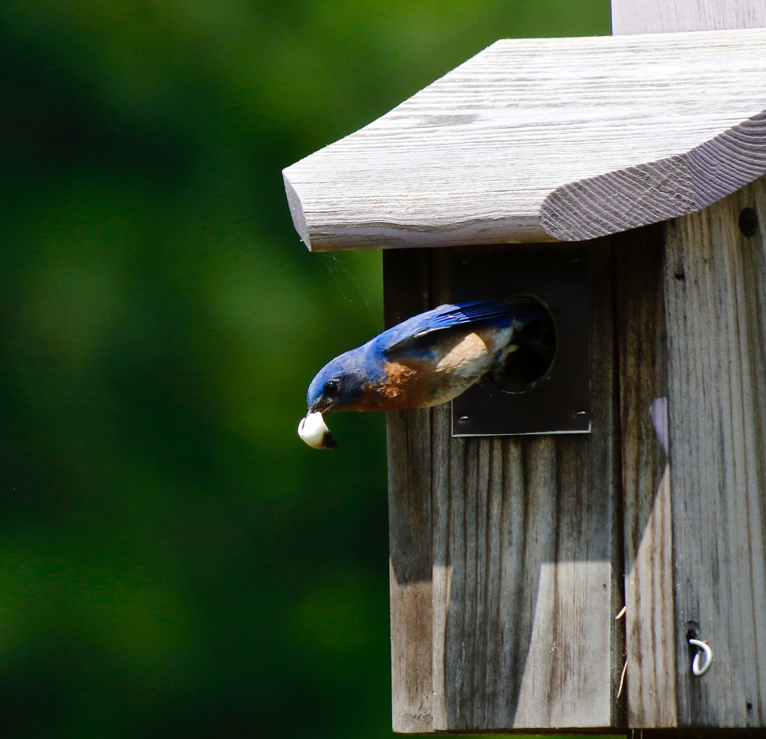 Blue birds of North Carolina