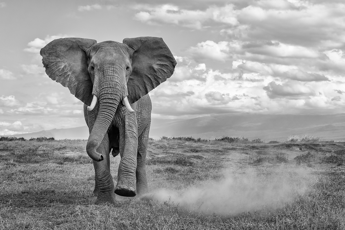 Elephants of Amboseli
