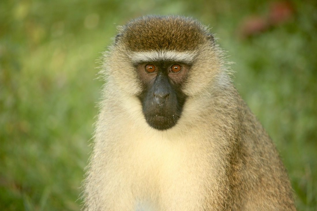 Portrait of a Vervet monkey