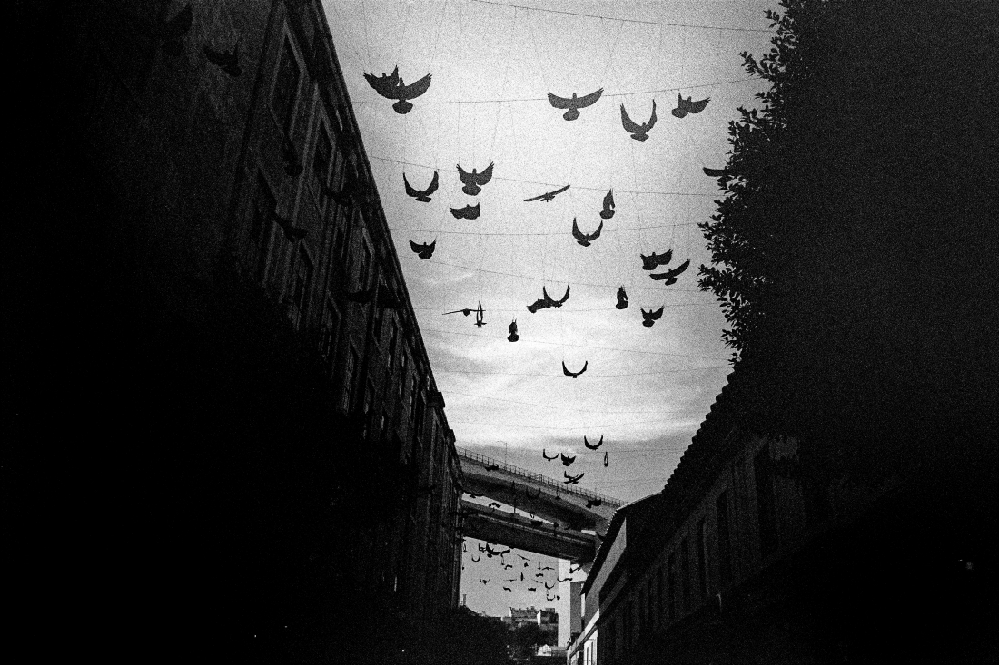 Black Birds: Dreaming of Hitchcock's Birds & Young's Shadows.