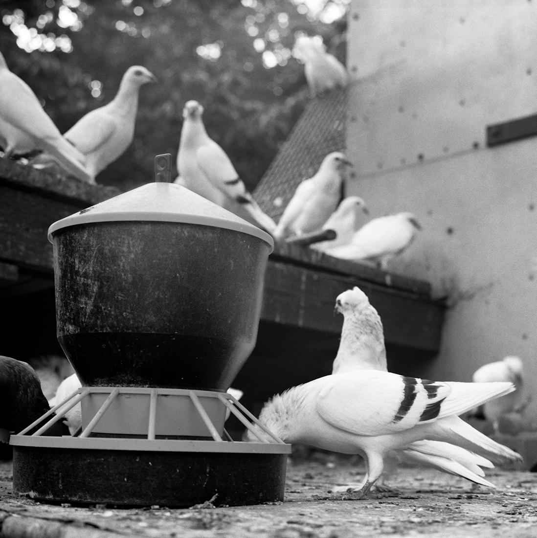 Pigeon Fanciers