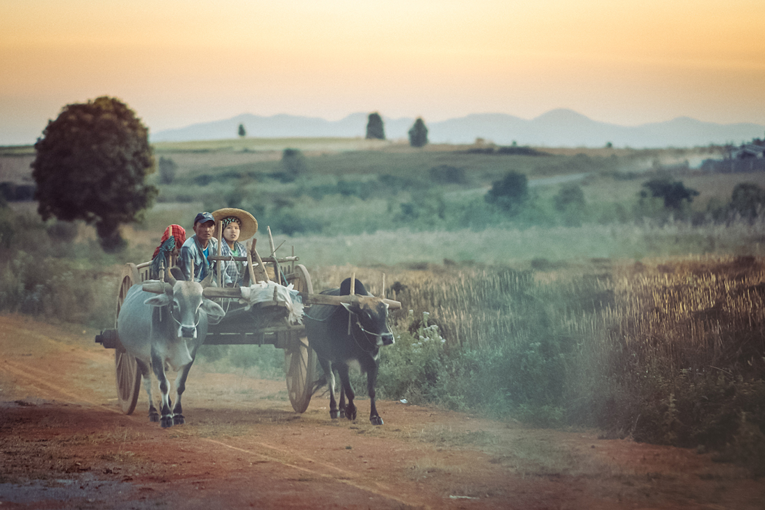 Farmer on ox cart at sunset