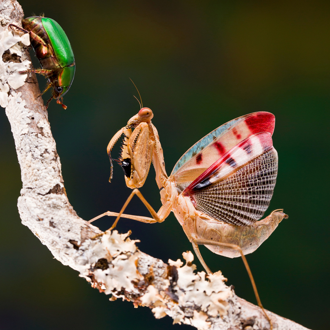 Beautiful mantis