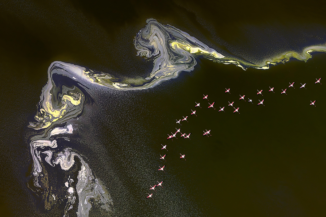Flamingo at Lake Magadi Kenya
