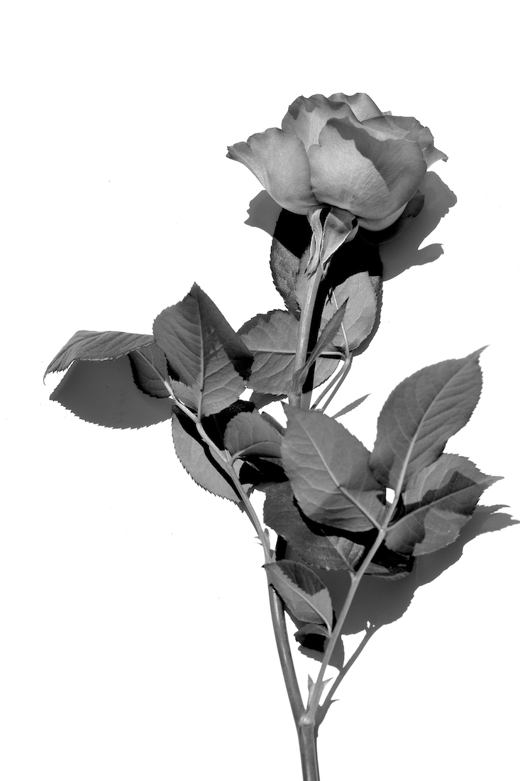 Monochrome Roses