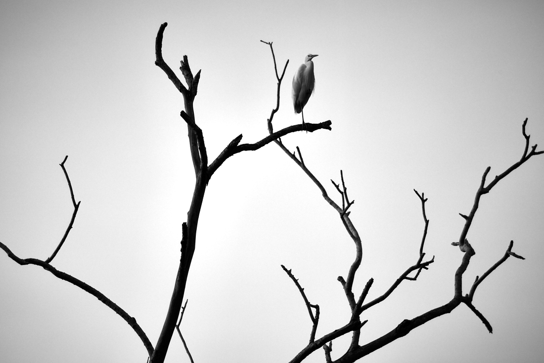 A tree becomes alive when a bird sits on it