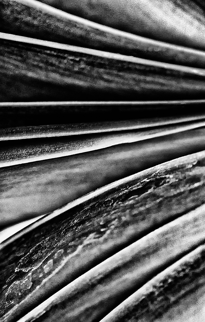 Folded Lines