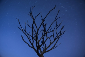 Star Tree