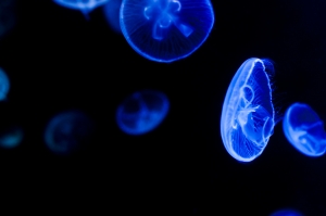 Swimming With Jellyfish 