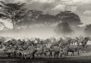 Migration in the Serengeti