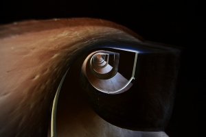 Bird's eye or spiral staircase?