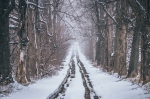 Walk through Winter