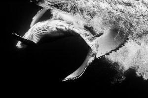 Humpbacks in Monochrome