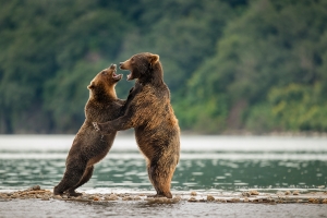 Brown Bears Battle