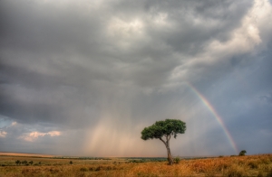 Acacia tree and clearing storm