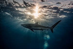 Shark at dusk