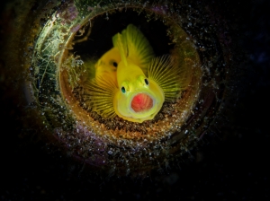 Golden Gobies with Eggs